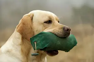 Drucke von LA 3106 Laborator - mit Puppe im Maul Jean Michel La Bat Beachten Sie, dass die Drucke nur für persönliche Anzeigezwecke gedacht sind und nicht reproduziert werden dürfen Retriever Labrador Drucke: Labrador mit Puppe im Maul