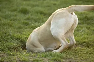 Unique Pet Photography Prints Drucke: Labrador - with head down hole