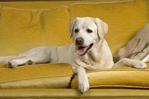 Unique Pet Photography Art Drucke: Labrador - lying on sofa