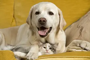 Jean Michel Labat Art Print Drucke: Labrador - lying on sofa with cat