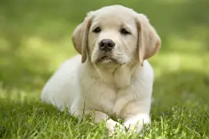 Mammals Pets Drucke: Labrador - puppy