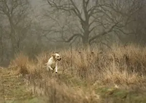 Labrador Breed Pictures Drucke: Labrador - running