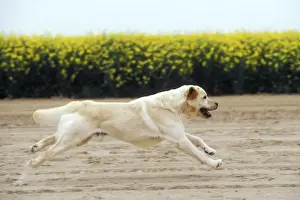 Personal Use Only Prints Available Drucke: Labrador - running through field