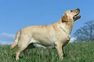 Unique Pet Photography Images Drucke: Labrador - standing