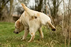 Jean Michel Labat Artwork Prints Drucke: Labrador - urinating