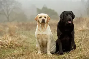 Drucke von LA-3034 Labrador - Gelb und schwarz Jean Michel Labat Bitte beachten Sie, dass die Drucke nur für persönliche Anzeigezwecke gedacht sind und nicht reproduziert werden dürfen Retriever Labrador Drucke: Labrador - Gelb und schwarz