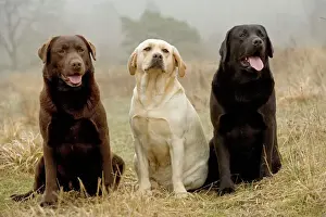 Drucke von LA-3033 Labrador - Gelb, schwarz und braun Jean-Michel Labat Beachten Sie bitte, dass die Drucke nur für persönliche Anzeigezwecke gedacht sind und nicht reproduziert werden dürfen Hunde (Haushunde) Drucke: Labrador - Gelb, schwarz und braun