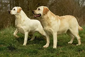 Unique Pet Photography Images Drucke: Labradors