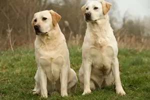 Unique Pet Photography Gifts Drucke: Labradors - sitting