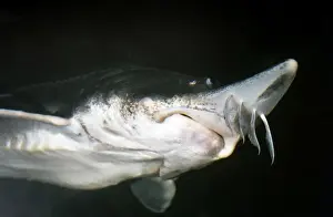 Underwater Fish Images Drucke: Lake Sturgeon