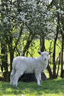 Agricultural Mammals Drucke: LAMB. Lamb in field