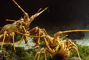 European Seafood Drucke: Langoustines