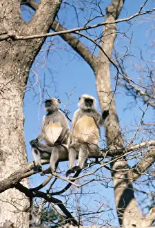 Unique Wildlife Photography Drucke: Langur Monkey - x2 in tree