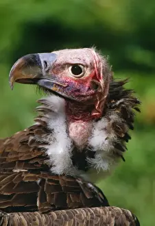 Bilder Datiert 22. Juni 2007: WeißgesichtsAdler