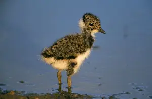 Vanellus Vanellus Images Drucke: Lapwing - chick