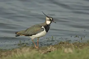 John Daniels Wildlife Photographer Drucke: Lapwing foraging at waters edge