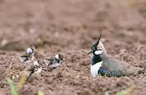 Chris Knights Photographer Drucke: Lapwing - with young