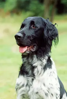Hunting Dogs For Sale Drucke: Large Munsterlander Dog