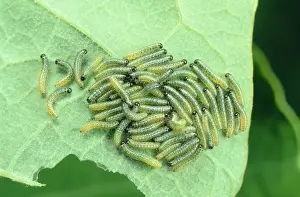 British Wildlife Photography Prints Drucke: Large White Butterfly Larvae - On leaf UK