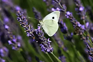 Drucke von Watson 14465 Große Weißheit auf Lavendel Vaucluse Frankreich Pieris brassicae M.Watson Beachten Sie Groß Weiß Drucke: Großer Weißer - auf Lavendel