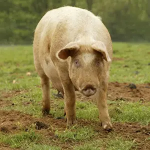 Large White Pig Drucke: Large White Pig - In field