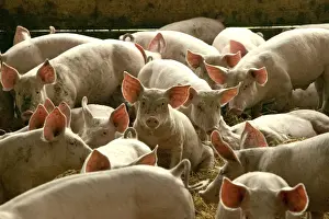 Drucke von LA-1240 Große weiße Schweine - im StALL Jean Michel Labat Bitte beachten Sie, dass Drucke nur für persönliche Anzeigezwecke gedacht sind und nicht reproduziert werden dürfen Groß Weiß Drucke: Große weiße Schweine - im Stall