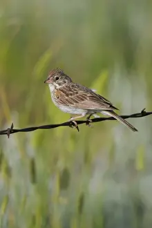 Nature Photography Prints Drucke: Lark Sparrow