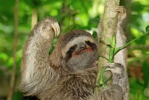 Faultier Drucke: Braunkragen-Zweizehen-Schwarzwangelsloth hängt an einem Baum