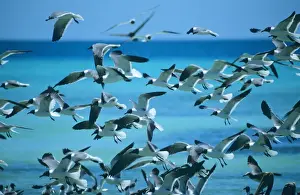 Laughing Gull Pictures Drucke: Laughing Gull - flock