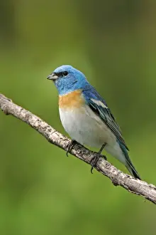 Jim Zipp Wildlife Photography Drucke: Lazuli Bunting