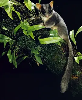 Wildlife Prints For Sale Online Drucke: Leadbeater's possum - In tree - Central Highlands