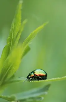 Leaf Beetle Germany Drucke: Leaf Beetle
