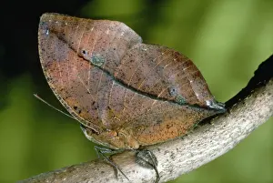 Butterfly Mimicry And Deception Drucke: Leaf Butterfly