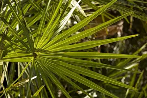 Palm Tree Leaves Drucke: Leaf of cabbage palm