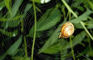 Australian Arachnids Drucke: Leaf-curling spider - using snail shell as retreat at centre of web