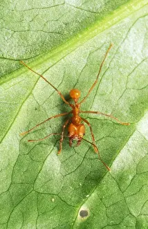 Leaf Cutter Ants Drucke: Leaf Cutter Ant