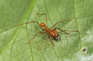 Leaf Cutter Ants Drucke: Leaf-cutter Ants