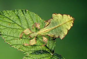 Unique Wildlife Photography Drucke: Leaf Insect