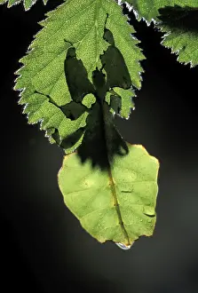 Unique Animal Prints For Sale Drucke: Leaf Insect Malaysia