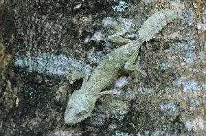 Madagascar Reptiles Drucke: Leaf-tailed Gecko Madagascar