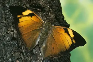 Nature Prints For Sale Online Drucke: Leaf Wing Butterfly