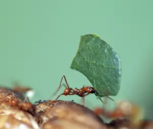 Australian Insects Drucke: Leafcutter Ant - carrying leaf