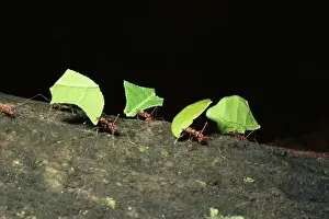 Leafcutter Ants Drucke: LeafcutterAnt