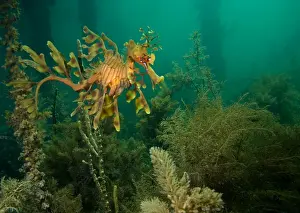 Leafy Seadragon Drucke: Leafy seadragon - in algae under a petty, Wool Bay, South Australia TED00704