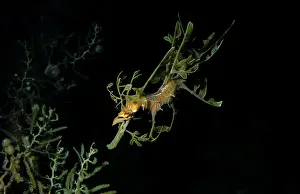 Australian Marine Life Images Drucke: Leafy Seadragon, Phycodorus eques