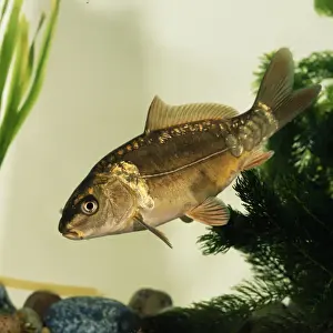 Lederfisch