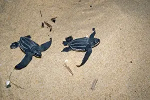 Leatherback Turtle Drucke: Leatherback / Leathery Turtle - young
