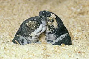 Marine Reptiles Drucke: Leathery Turtle - newborn