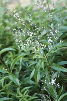 Lemon Verbena Plant Drucke: Lemon Verbena