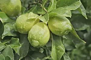 Lemon Tree Drucke: Lemons growing on tree